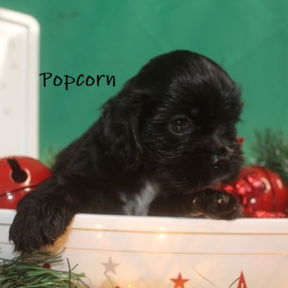 puppy, for, sale, Cocker Spaniel, Joe & Cherri  Overlease, dog, breeder, Miller, MO, dog-breeder, puppy-for-sale, forsale, nearby, find, puppyfind, locator, puppylocator, aca